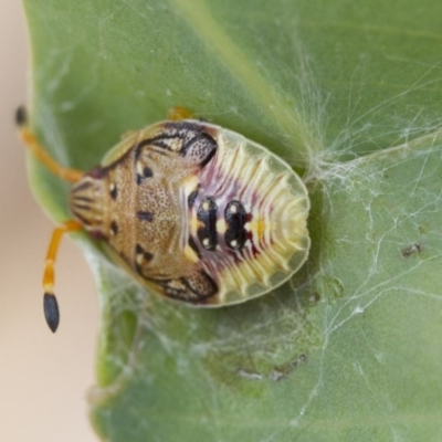 Nezara viridula (Green vegetable bug) at Higgins, ACT - 9 Jan 2017 by AlisonMilton