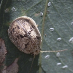 Paropsis charybdis (Eucalyptus leaf beetle) at Higgins, ACT - 15 Jan 2017 by Alison Milton