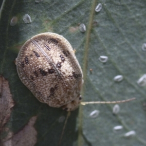 Paropsis charybdis at Higgins, ACT - 15 Jan 2017