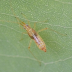 Miridae (family) (Unidentified plant bug) at Higgins, ACT - 9 Jan 2017 by AlisonMilton