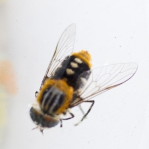 Scaptia patula at Higgins, ACT - 9 Jan 2017