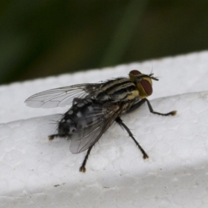 Sarcophagidae (family) at Higgins, ACT - 9 Jan 2017 09:16 AM