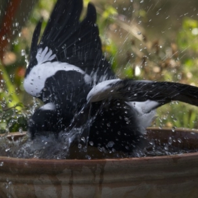 Gymnorhina tibicen (Australian Magpie) at Higgins, ACT - 13 Jan 2017 by AlisonMilton