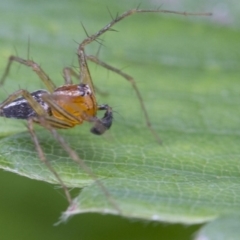 Oxyopes sp. (genus) at Higgins, ACT - 9 Jan 2017 08:31 AM