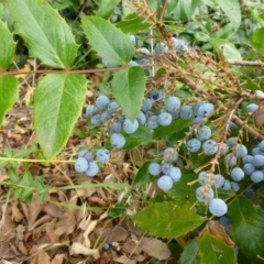 Berberis aquifolium (Oregon Grape) at Commonwealth & Kings Parks - 8 Jan 2017 by JanetRussell