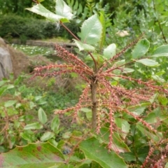 Berberis aquifolium at Canberra, ACT - 9 Jan 2017