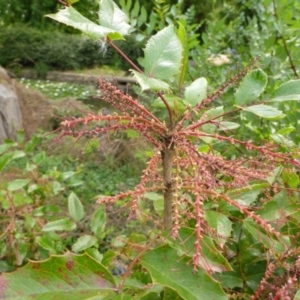 Berberis aquifolium at Canberra, ACT - 9 Jan 2017