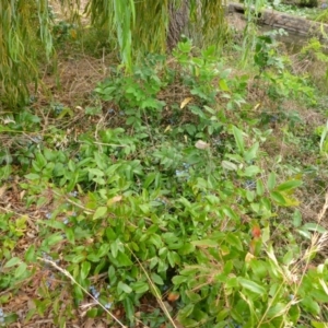 Berberis aquifolium at Canberra, ACT - 9 Jan 2017