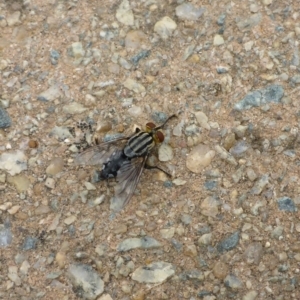 Sarcophagidae (family) at Canberra, ACT - 9 Jan 2017