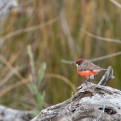 Epthianura tricolor (Crimson Chat) at Bournda Environment Education Centre - 13 Jan 2017 by MissAdventureOZ