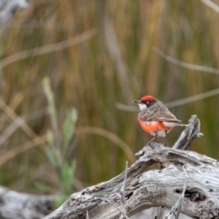 Epthianura tricolor at Wallagoot, NSW - 14 Jan 2017 12:00 AM