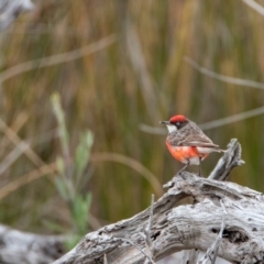 Epthianura tricolor at Wallagoot, NSW - 14 Jan 2017