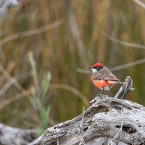 Epthianura tricolor at Wallagoot, NSW - 14 Jan 2017