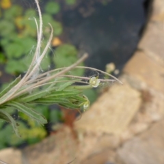 Epilobium hirtigerum (Hairy Willowherb) at Commonwealth & Kings Parks - 8 Jan 2017 by JanetRussell