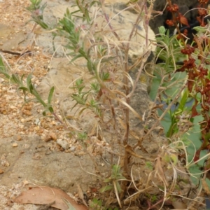 Epilobium hirtigerum at Canberra, ACT - 9 Jan 2017