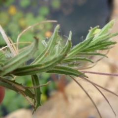 Epilobium hirtigerum at Canberra, ACT - 9 Jan 2017