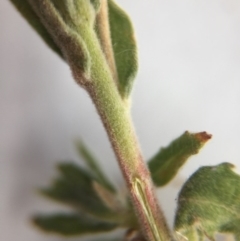 Epilobium hirtigerum at Canberra, ACT - 9 Jan 2017