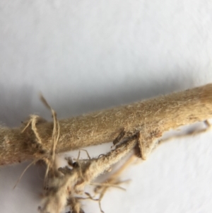 Epilobium hirtigerum at Canberra, ACT - 9 Jan 2017