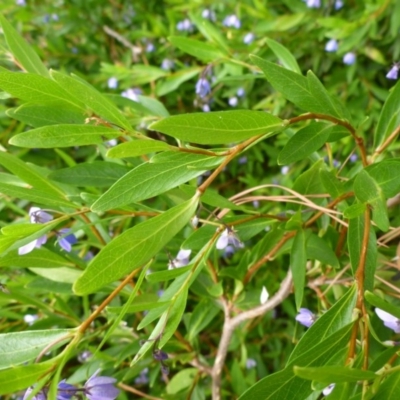 Billardiera heterophylla (Western Australian Bluebell Creeper) at City Renewal Authority Area - 8 Jan 2017 by JanetRussell