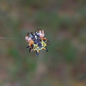 Austracantha minax at Canberra, ACT - 9 Jan 2017 09:25 AM