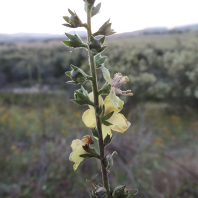 Verbascum sp. (Mullein) at Bonython, ACT - 12 Jan 2017 by michaelb