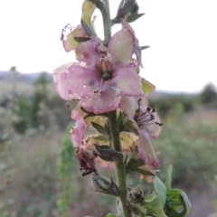 Verbascum sp. at Bonython, ACT - 12 Jan 2017