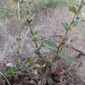 Verbascum sp. at Bonython, ACT - 12 Jan 2017