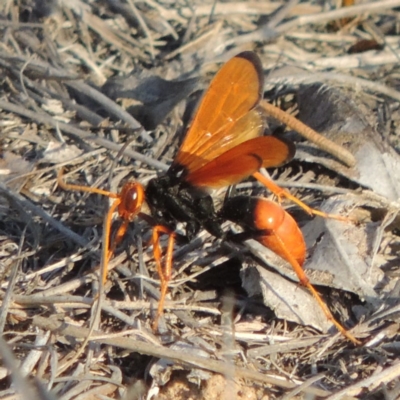 Cryptocheilus bicolor (Orange Spider Wasp) at Greenway, ACT - 12 Jan 2017 by MichaelBedingfield