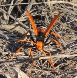 Cryptocheilus bicolor at Greenway, ACT - 12 Jan 2017