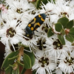 Castiarina flavopicta (Flavopicta jewel beetle) at Coree, ACT - 13 Jan 2017 by ibaird