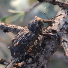 Orthorhinus cylindrirostris (Elephant Weevil) at Bonython, ACT - 12 Jan 2017 by MichaelBedingfield