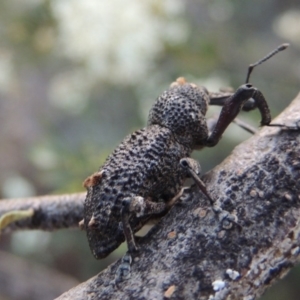 Orthorhinus cylindrirostris at Bonython, ACT - 12 Jan 2017