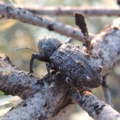 Orthorhinus cylindrirostris at Bonython, ACT - 12 Jan 2017