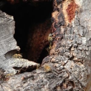 Apis mellifera at Bournda, NSW - 14 Jan 2017