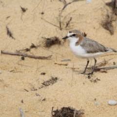 Anarhynchus ruficapillus (Red-capped Plover) at Bournda Environment Education Centre - 13 Jan 2017 by MichaelMcMaster