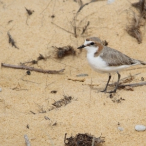 Anarhynchus ruficapillus at Bournda, NSW - 14 Jan 2017