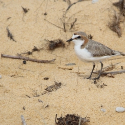 Anarhynchus ruficapillus (Red-capped Plover) at Bournda National Park - 13 Jan 2017 by MichaelMcMaster