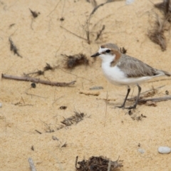 Charadrius ruficapillus (Red-capped Plover) at Bournda, NSW - 13 Jan 2017 by MichaelMcMaster