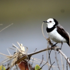 Epthianura albifrons (White-fronted Chat) at Bournda, NSW - 14 Jan 2017 by MichaelMcMaster