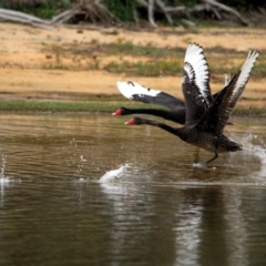 Cygnus atratus (Black Swan) at Bournda, NSW - 13 Jan 2017 by MichaelMcMaster