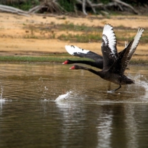 Cygnus atratus at Bournda, NSW - 14 Jan 2017 09:09 AM