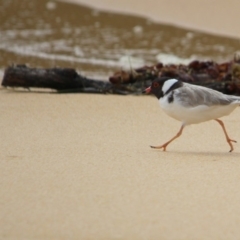 Charadrius rubricollis (Hooded Plover) at Bournda National Park - 13 Jan 2017 by MichaelMcMaster