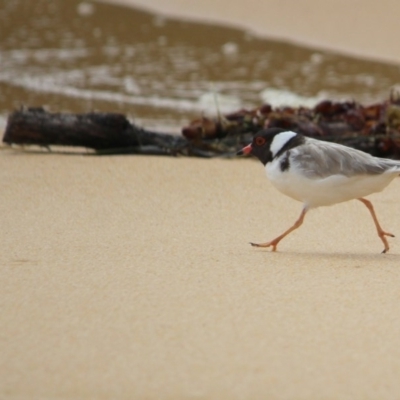 Charadrius rubricollis (Hooded Plover) at Bournda, NSW - 14 Jan 2017 by MichaelMcMaster