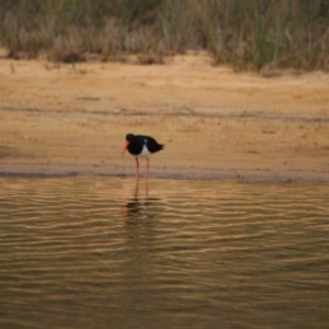 Haematopus longirostris at Bournda, NSW - suppressed