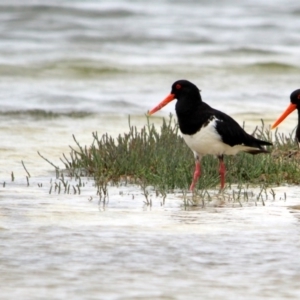 Haematopus longirostris at Wallagoot, NSW - suppressed
