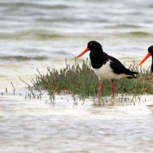 Haematopus longirostris at Wallagoot, NSW - 14 Jan 2017