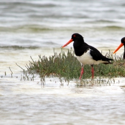 Haematopus longirostris (Australian Pied Oystercatcher) at Bournda Environment Education Centre - 13 Jan 2017 by MichaelMcMaster