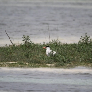 Hydroprogne caspia at Wallagoot, NSW - 14 Jan 2017