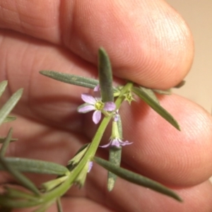 Lythrum hyssopifolia at Hackett, ACT - 16 Jan 2017 02:12 PM