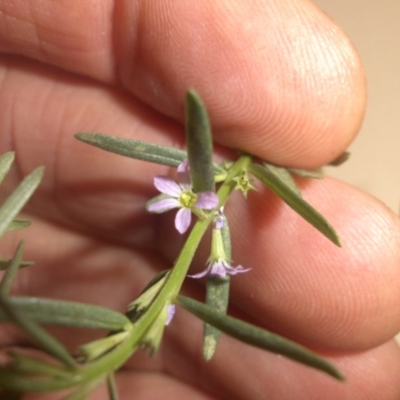 Lythrum hyssopifolia (Small Loosestrife) at Hackett, ACT - 16 Jan 2017 by SilkeSma